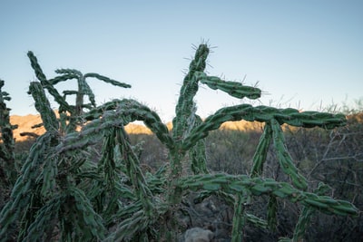 白天在棕壤上种植绿色仙人掌